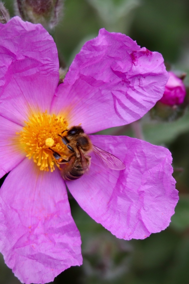 Красивый розовый садовый цветок с пчелой