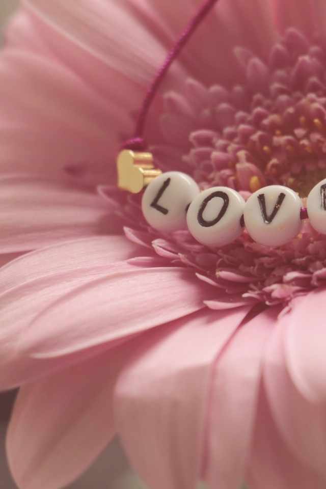 Красивая розовая гербера с надписью любовь