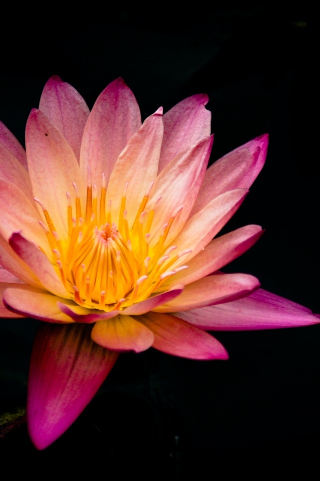 Красивый розовый цветок лотоса на черном фоне