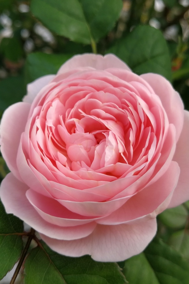 Красивая розовая пышная роза с зелеными листьями