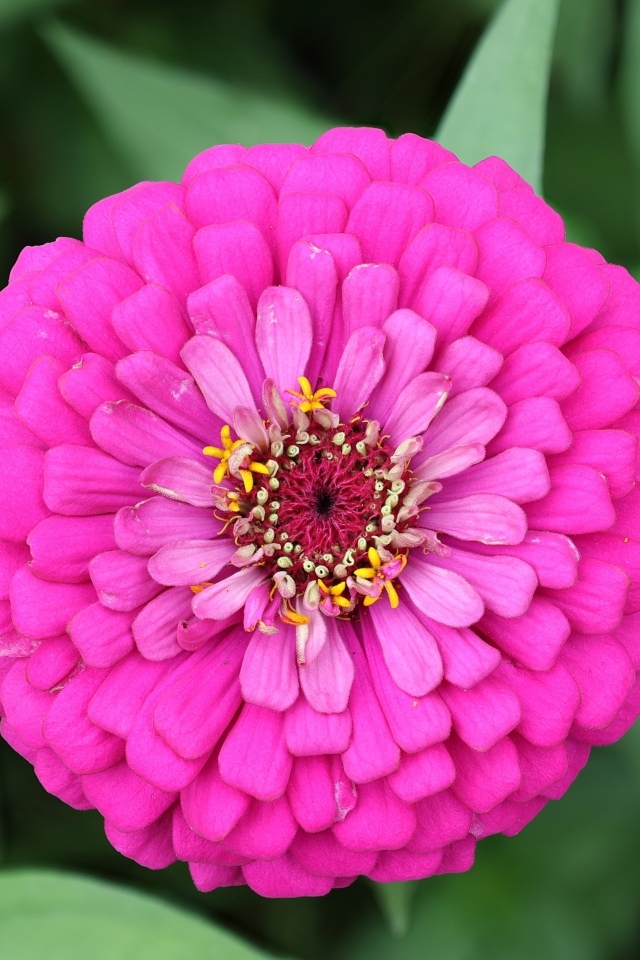 Красивый розовый пышный цветок цинния