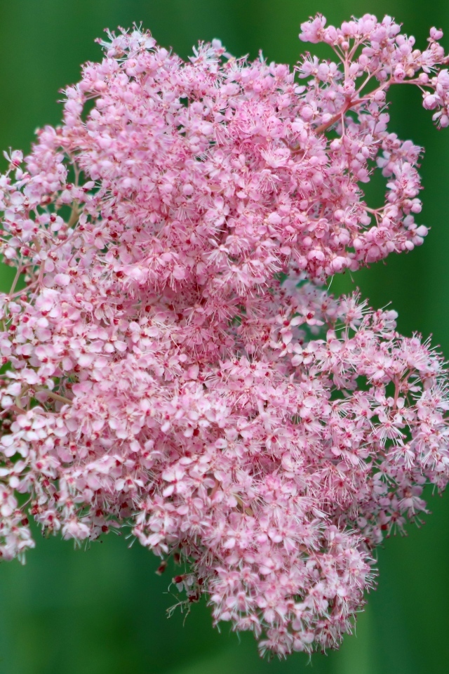 Красивый розовый цветок таволга