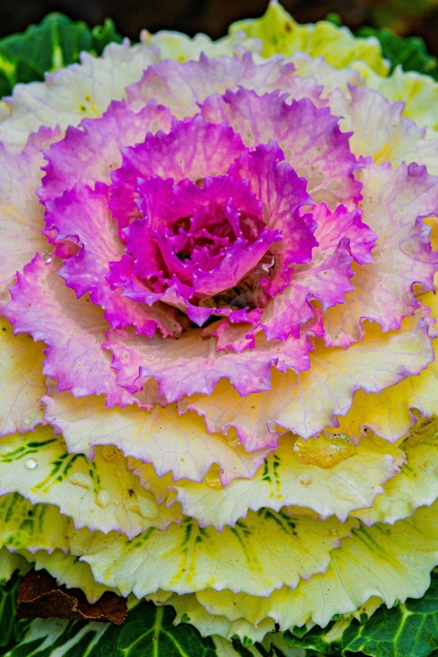 Красивый розовый цветок декоративной капусты