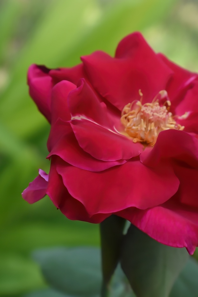 Красивая розовая роза крупным планом