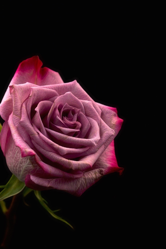 Красивая розовая роза на черном фоне