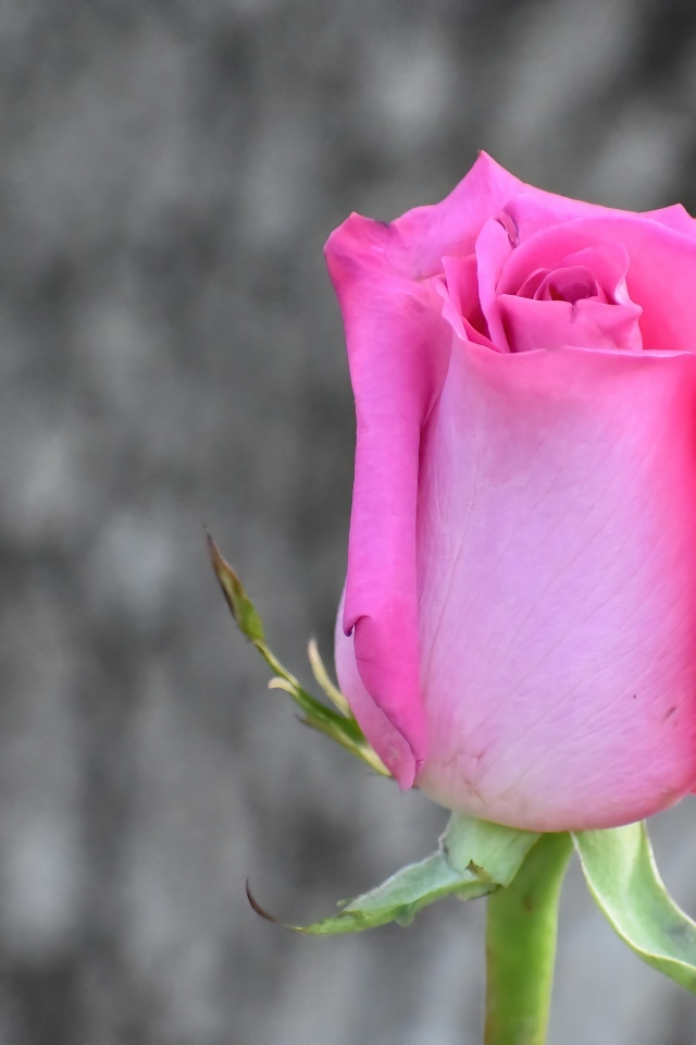 Красивая розовая роза на сером фоне