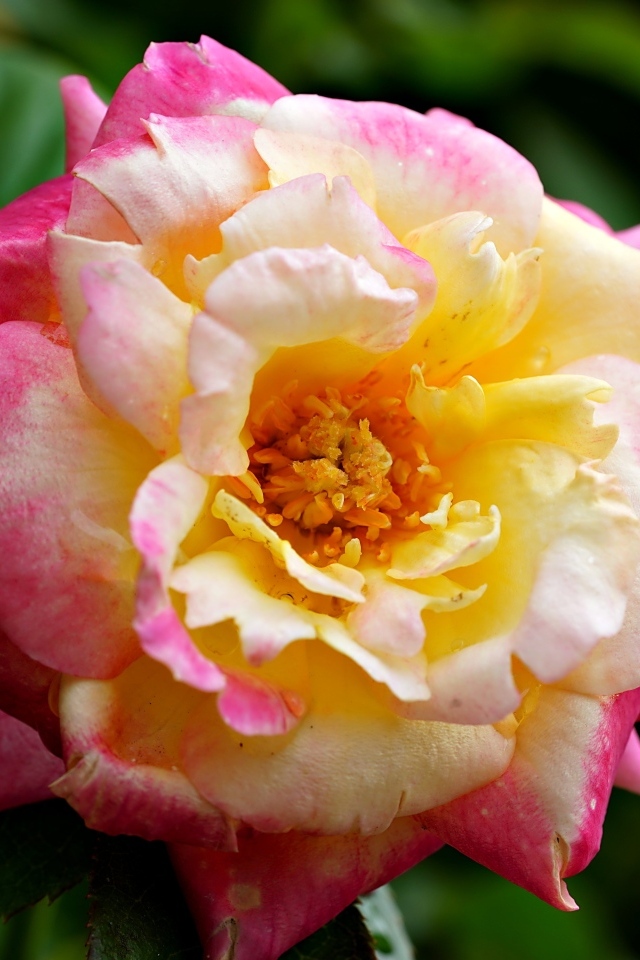 Красивая розовая роза с желтой серединкой близи