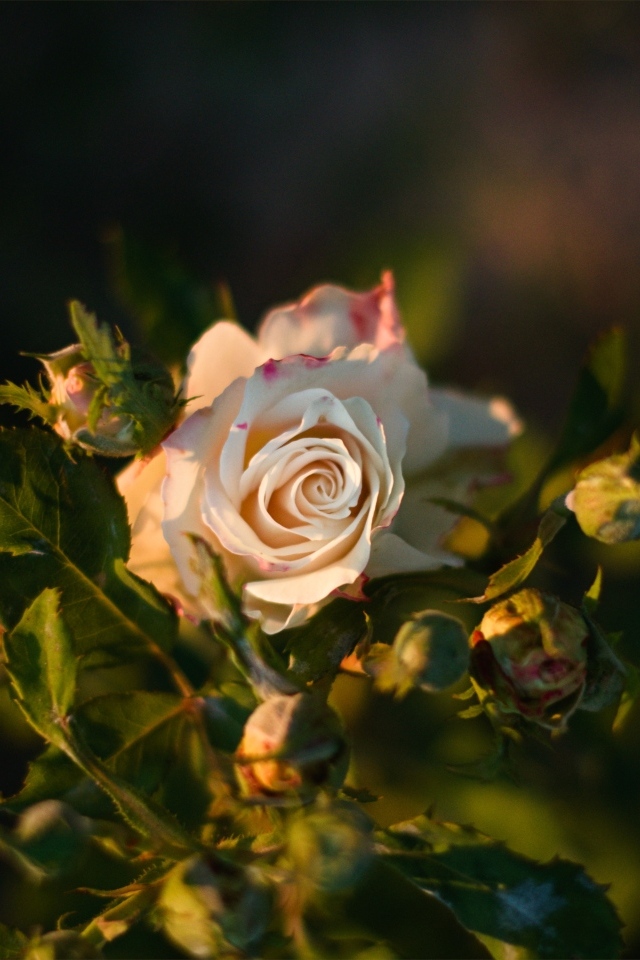 Красивая розовая роза с бутонами крупным планом