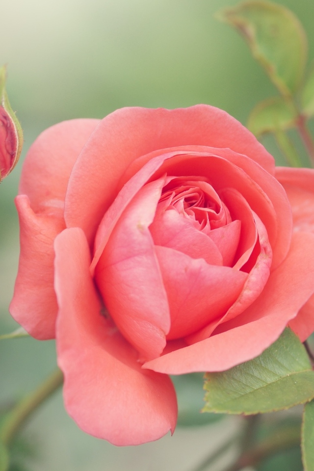 Красивая розовая роза с бутонами на клумбе в парке