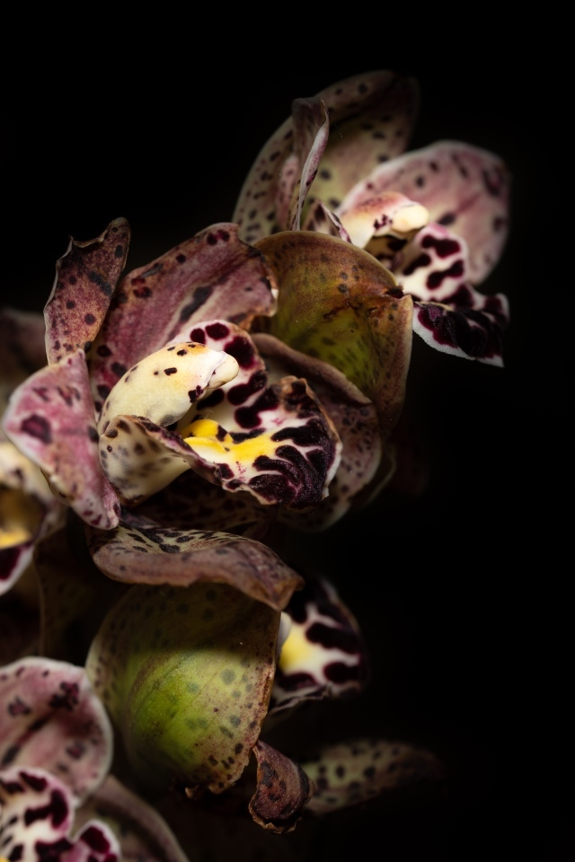 Красивая розовая пятнистая орхидея на черном фоне