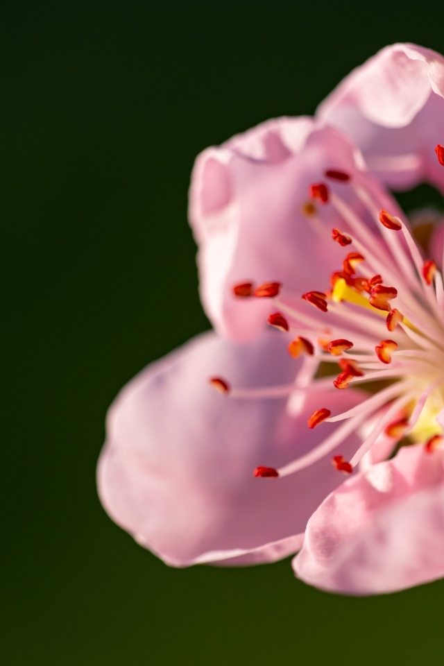 Красивый розовый весенний цветок на ветке в лучах света