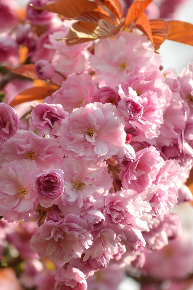 Красивые розовые весенние цветы луизеания