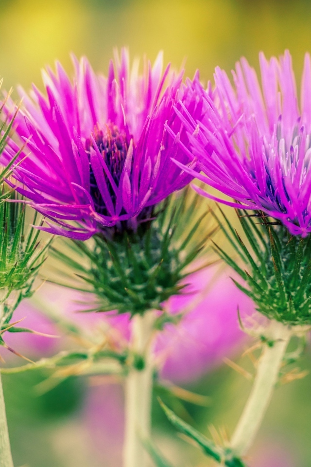 Красивые розовые цветы чертополоха