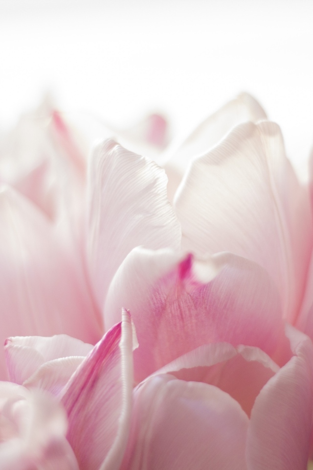 Красивые розовые лепестки тюльпана 