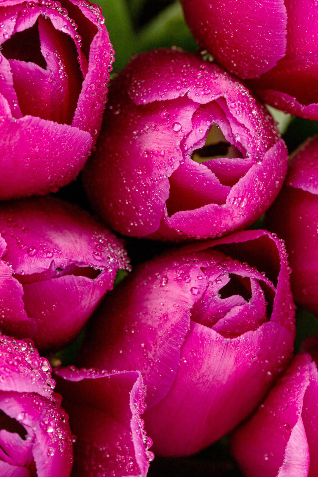 Красивые розовые тюльпаны в каплях росы крупным планом