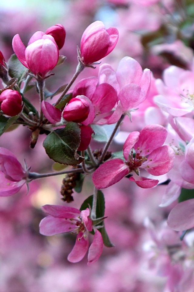 Красивые розовые  цветы дикой яблони 