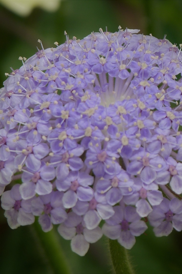 Красивый фиолетовый цветок скабиоза