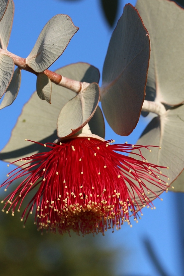 Красивый красный цветок эвкалипта с листьями