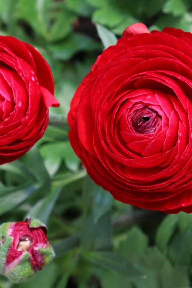 Красивые красные садовые лютики