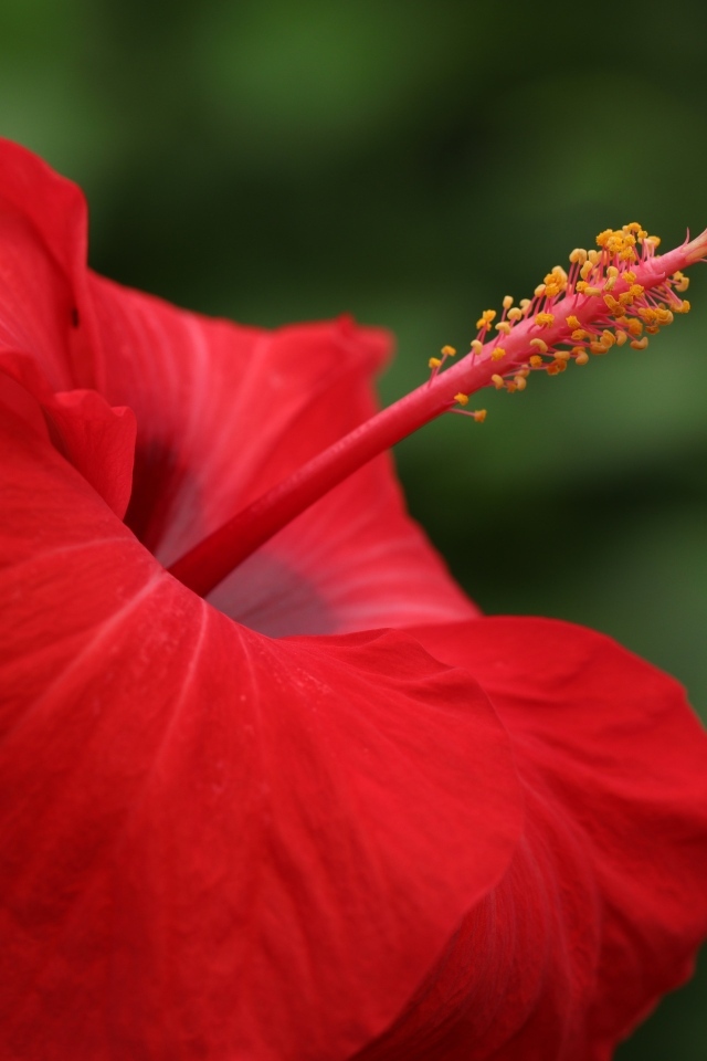 Красивый красный цветок гибискуса крупным планом