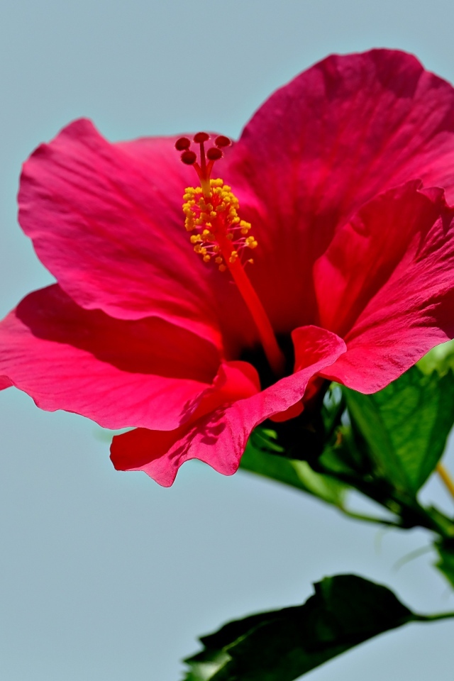 Красивый красный цветок гибискуса на голубом фоне