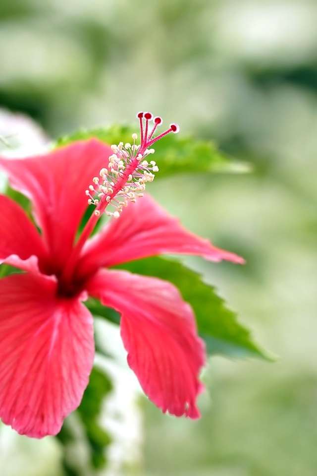 Красивый красный гибискус с бутонами и зелеными листьями