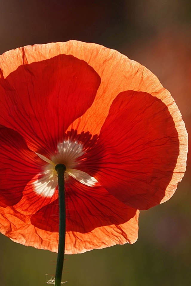 Красивый красный цветок мака в лучах солнца