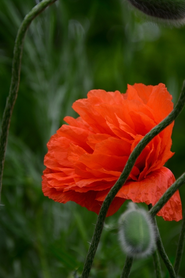 Красивый красный мак с бутонами крупным планом