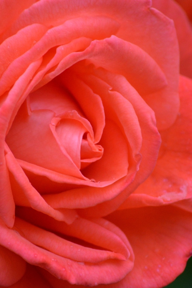 Цветок красивой красной розы крупным планом