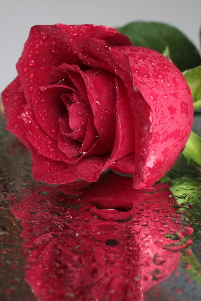 Красивый красный цветок розы на мокрой поверхности