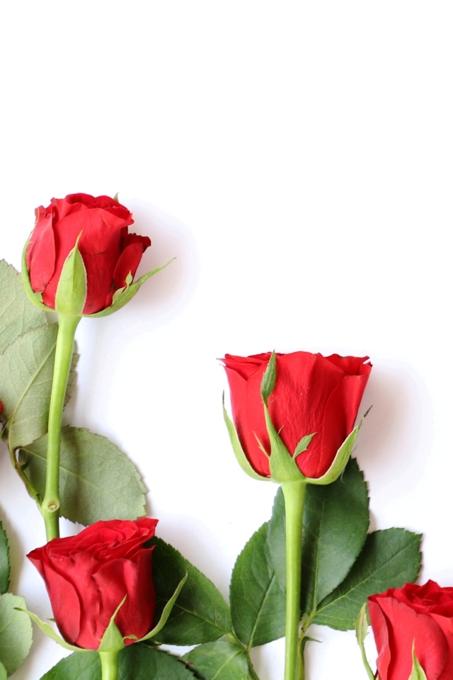 Красивые красные розы разложены на белом фоне