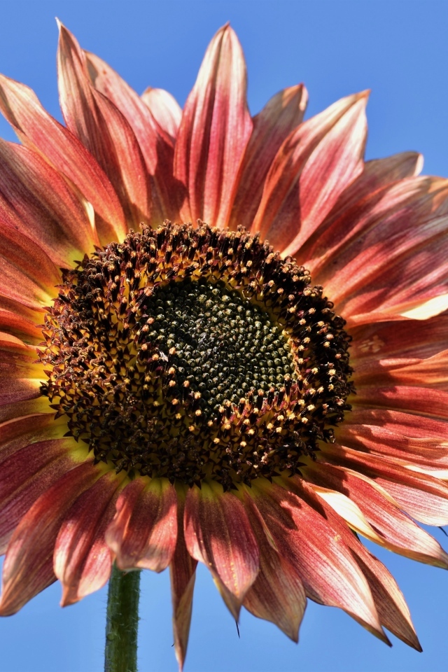 Красивый красный подсолнух на голубом фоне