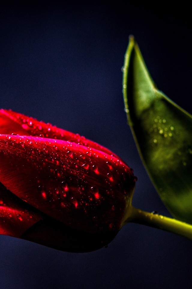 Красивый красный тюльпан с зеленым листом в каплях росы