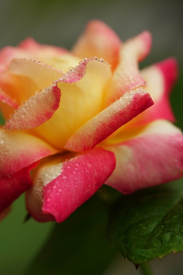 Красивая роза в каплях росы утром