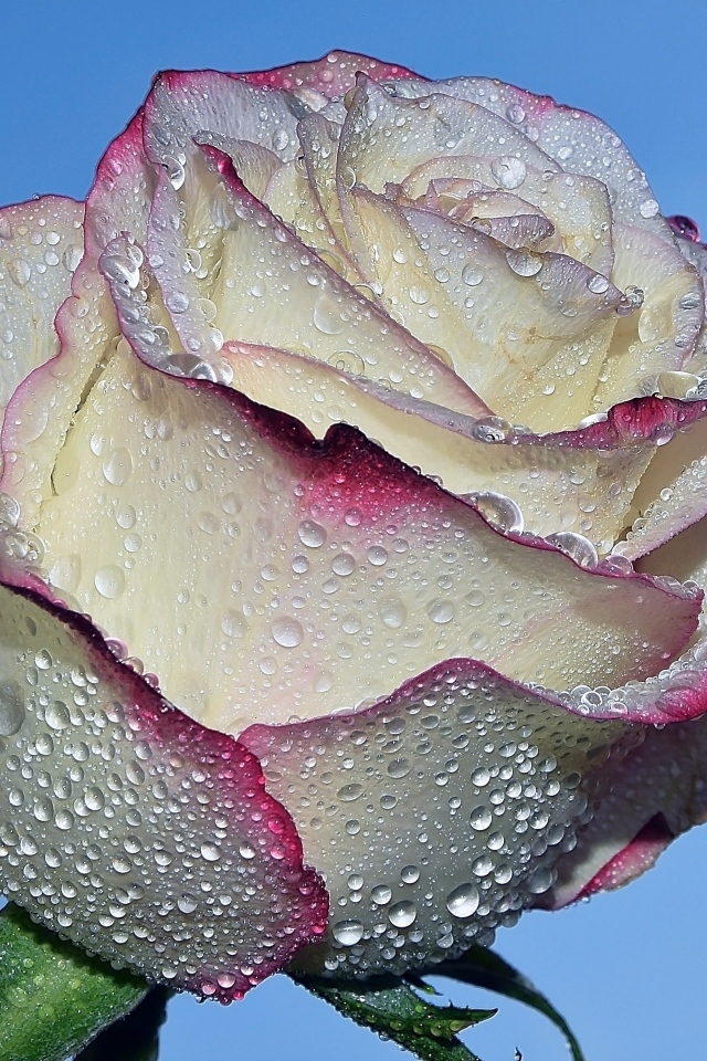 Красивая роза в каплях росы на голубом фоне