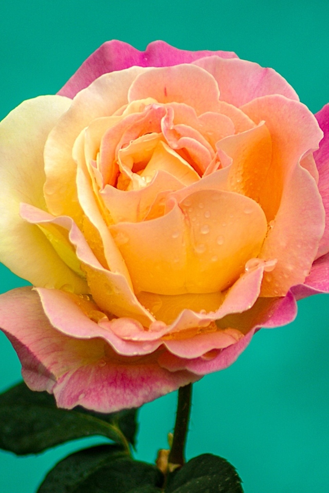 Красивая роза на голубом фоне