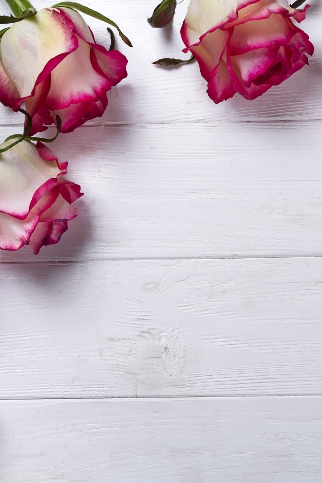 Красивые розы на деревянном фоне