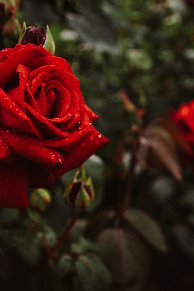 Красивая алая парковая роза с бутонами