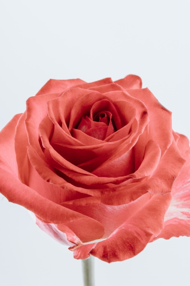 Красивая алая роза на сером фоне крупным планом