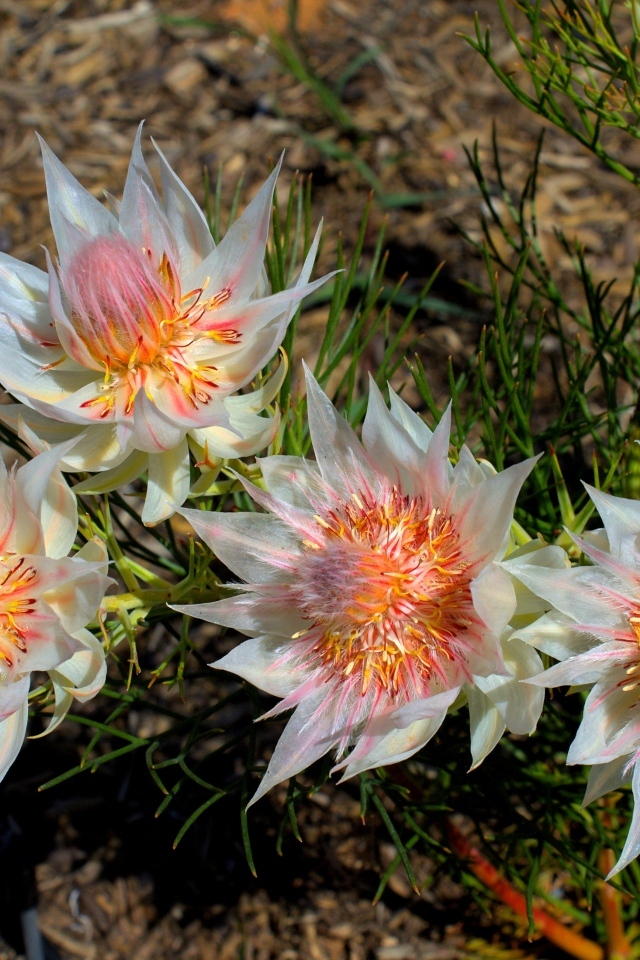 Красивые цветы серрурия на земле