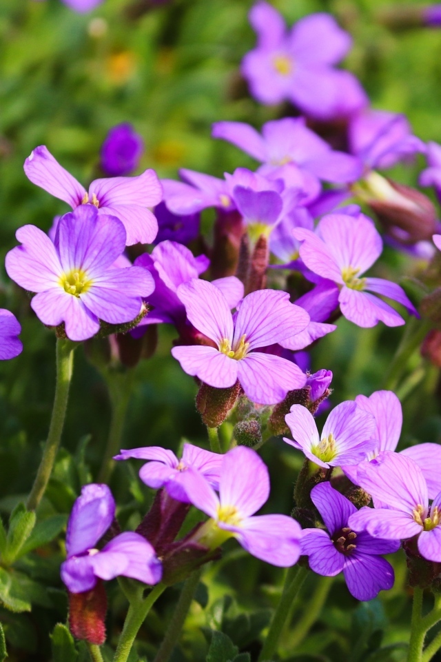 Красивые маленькие цветы гипсофила на клумбе