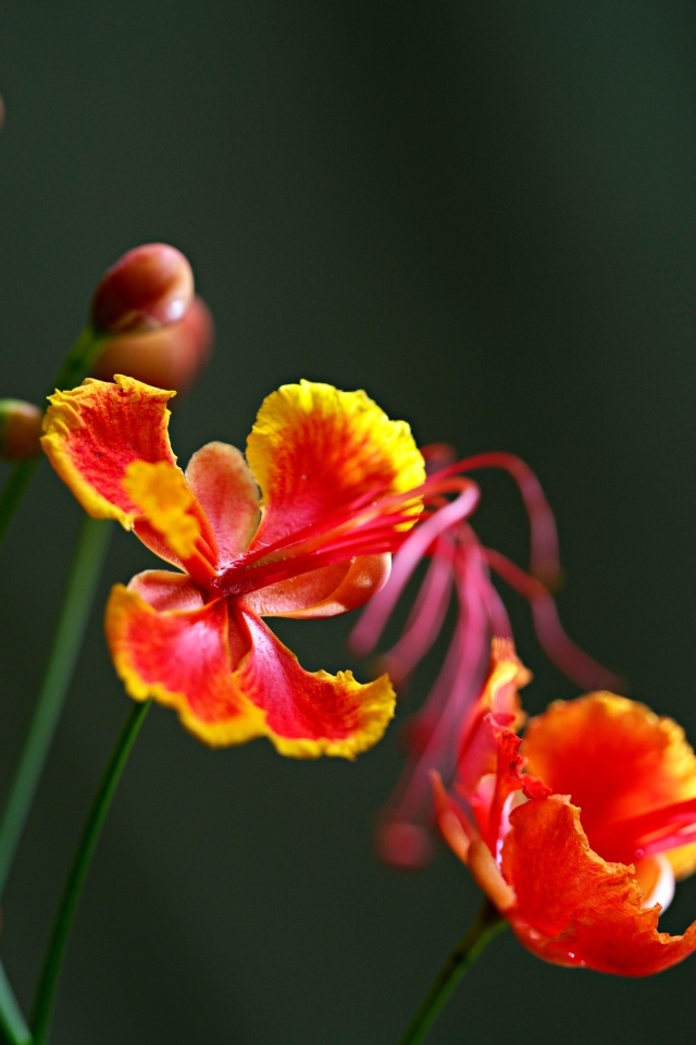 Красивые маленькие необычные цветы крупным планом