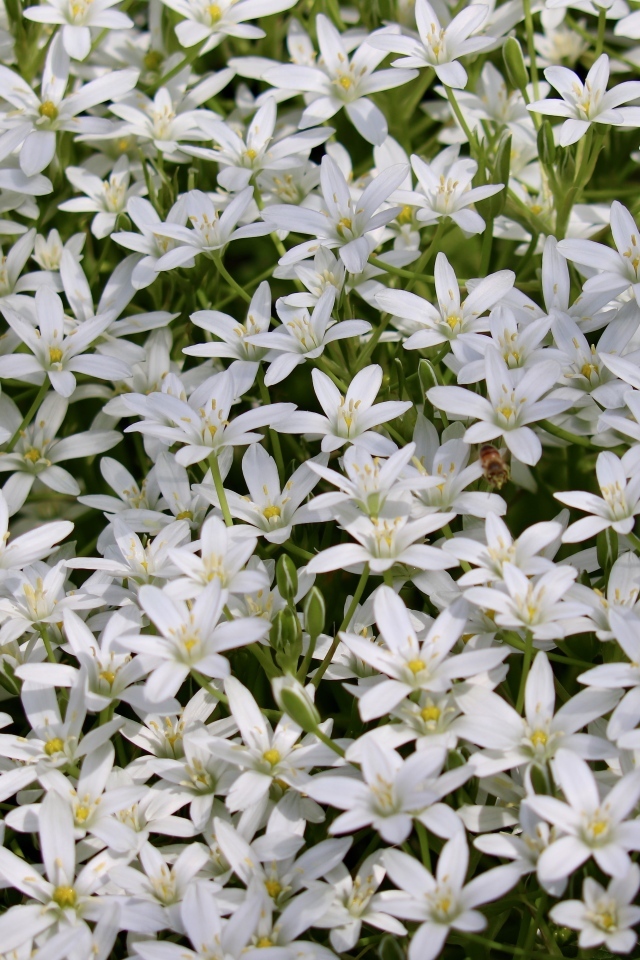 Красивые маленькие белые цветы молочница