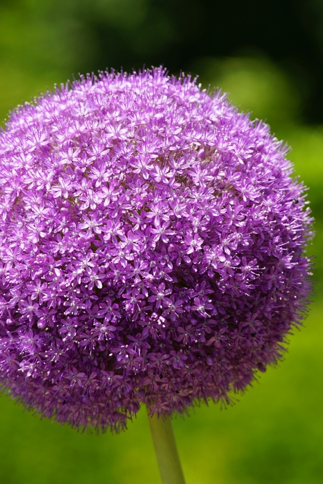 Красивый шаровидный цветок аллиум