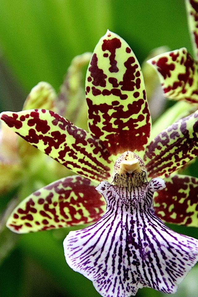 Красивая пятнистая экзотическая орхидея