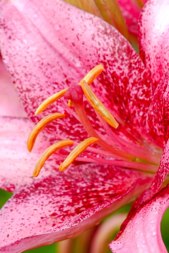 Красивая пятнистая розовая лилия крупным планом