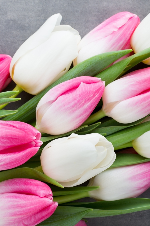 Красивый весенний букет розовых и белых тюльпанов  на сером фоне