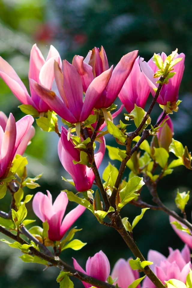 Красивые весенние ветки с цветами магнолии 