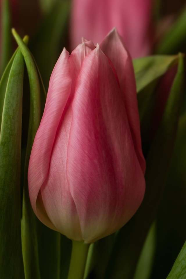 Красивые весенние розовые цветы тюльпана