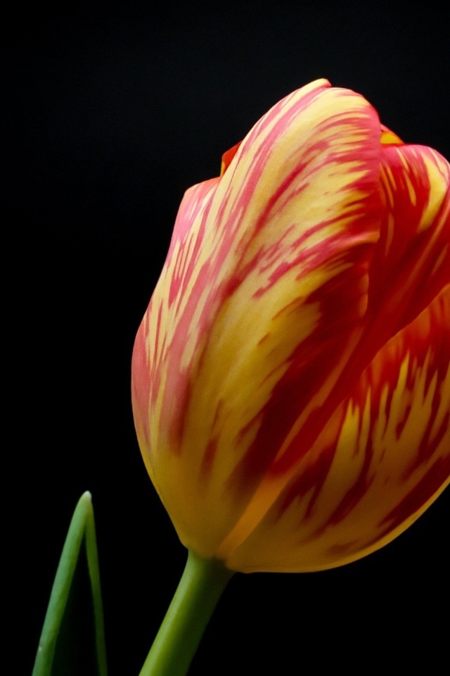 Красивый тюльпан на черном фоне